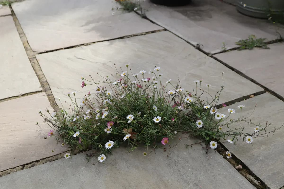 Plants growing through open joints between paving slabs