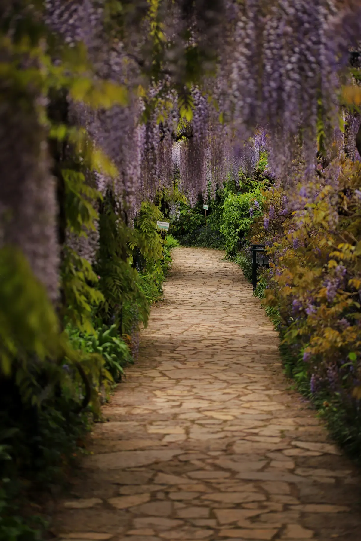 Stone garden path beside a flowering wall